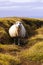 Sheep lie on the field, wildlife Iceland