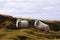 Sheep lie on the field, wildlife Iceland