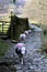 Sheep in Line.