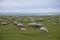 Sheep livestock at the field during summer