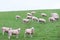 Sheep livestock grazing in farm field agriculture animals green and white