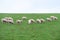 Sheep livestock grazing in farm field agriculture animals green and white