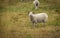 Sheep at the local farm. A group of sheep on a pasture. A small herd of sheep in a summer meadow