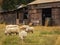 Sheep at the local farm. A group of sheep on a pasture. A small herd of sheep in a summer meadow