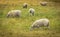 Sheep at the local farm. A group of sheep on a pasture. A small herd of sheep in a summer meadow
