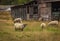 Sheep at the local farm. A group of sheep on a pasture. A small herd of Suffolk sheep with black face and legs