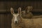 Sheep with long ears near wooden fence in cloudy autumn day