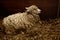 Sheep with long fleece resting in straw bedding