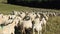 Sheep with long white fleece grazing on mountain meadows