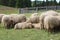 Sheep with long wool fleece ready to be shorn inside the farm fence