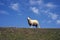 Sheep looking from