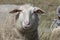 Sheep looking curious and inquisitive in the dunes of the Netherlands.