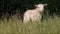 Sheep looking, cute white lamb in the nature