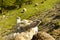 Sheep looking at pasture at sunset