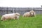 Sheep lying in green field