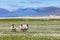 Sheep on the machair wild flowers with the mountains of Harris