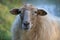 Sheep macro portrait, single, close up special species: Mergelland Limburg, oms, Netherlands, endagered extintion