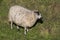 Sheep maintain the dikes in Belgium