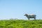 Sheep maintain short the grass on top of the dyke.