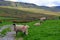 Sheep and Mallerstang Edge in Mallerstang, Yorkshire Dales National Park. UK