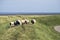 Sheep on Mano in Denmark