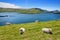 Sheep marked with colorful dye grazing in green pastures. Adult sheep and baby lambs feeding in green meadows of Ireland