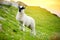 Sheep marked with colorful dye grazing in green pastures. Adult sheep and baby lambs feeding in green meadows of Ireland