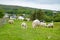 Sheep marked with colorful dye grazing in green pastures. Adult sheep and baby lambs feeding in green meadows of Ireland