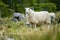 Sheep marked with colorful dye grazing in green pastures. Adult sheep and baby lambs feeding in green meadows of Ireland