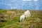 Sheep marked with colorful dye grazing in green pastures of Ireland