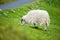 Sheep marked with colorful dye grazing in green pastures of Ireland