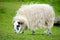 Sheep marked with colorful dye grazing in green pastures of Ireland