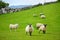 Sheep marked with colorful dye grazing in green pastures of Ireland