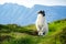 Sheep marked with colorful dye grazing in green pastures of Ireland