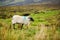 Sheep marked with colorful dye grazing in green pastures of Ireland