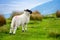 Sheep marked with colorful dye grazing in green pastures of Ireland