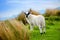 Sheep marked with colorful dye grazing in green pastures of Ireland