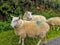 Sheep marked with green paint on summer pastures in Ireland