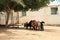 Sheep in Marsa Alam