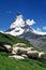 Sheep and Matterhorn