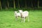 Sheep in a meadow