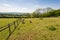 Sheep on a meadow