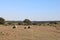 Sheep on meadow, in alentejo, Portugal.