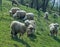 Sheep on a meadow in early spring 03