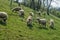 Sheep on a meadow in early spring 04