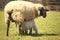 Sheep in a meadow. Feeding baby sheep.