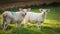 Sheep in a meadow on the irish coast