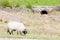 sheep on meadow, North Yorkshire, England