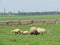 Sheep on a meadow, Springfields, country village spring, fences, village landskape