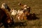 sheep on medows of wasserkuppe peak